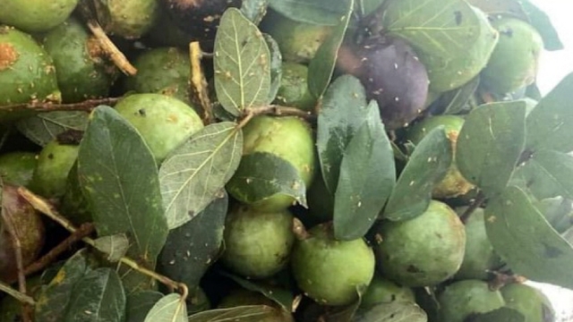 Loại quả rừng ở Cao Bằng cháy hàng vào mùa Hè