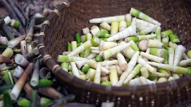 Đặc sản không cần trồng vẫn thu hái quanh năm có giá 250.000 đồng/kg