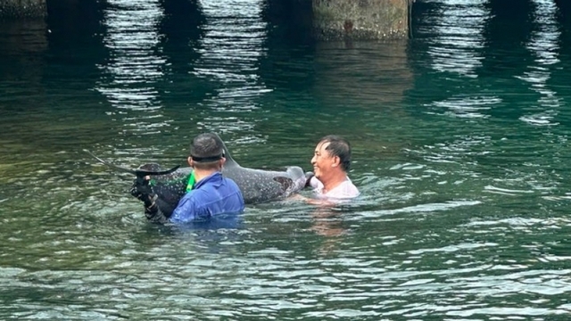 200-kilo dolphin rescued after washing ashore at Tien Sa Port