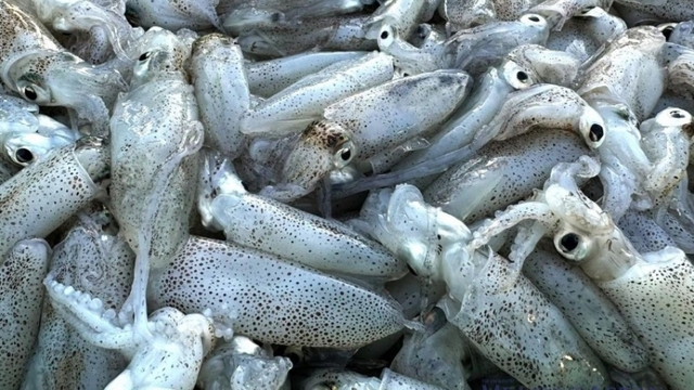 Thailand among Vietnam’s top three export markets for squid and octopus