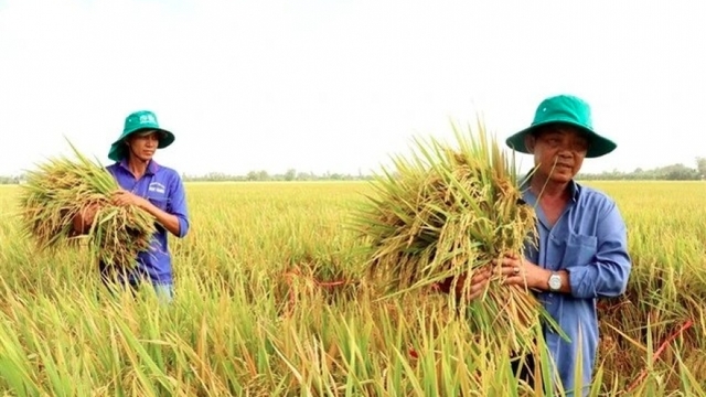 Shaping Vietnam's carbon credit market demands robust institutional framework