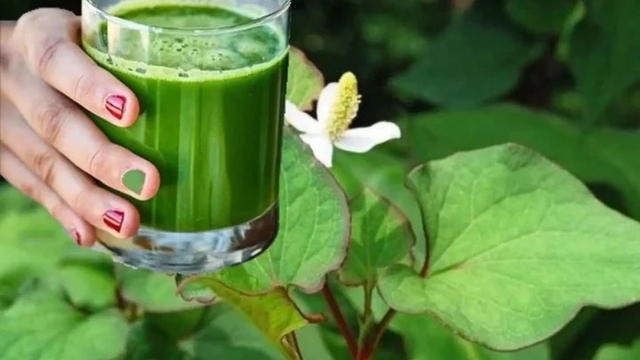 Bài thuốc từ rau diếp cá