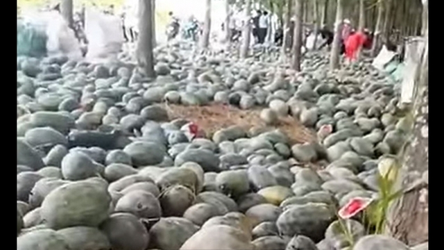 Xôn xao video người dân lấy hàng tấn dưa hấu bị bỏ trong rừng cao su