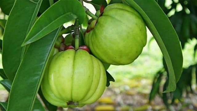 Quả dại từng cho không ai lấy, nay được săn lùng, giá lên tới 180.000 đồng/kg