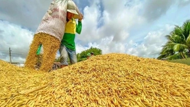 Rice export prices fall nearly 19% despite growing volume