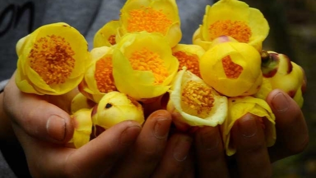 "Vàng ròng trong giới thực vật" có giá vài chục triệu đồng/kg