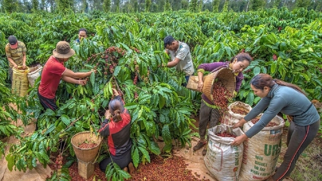 Giá cà phê hôm nay 17/8: Thị trường trong nước vượt 117.000 đồng/kg