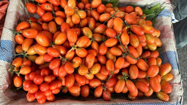 Quả dại rừng mang về trồng 5 năm mới ra trái, giá bán 250.000 đồng/kg