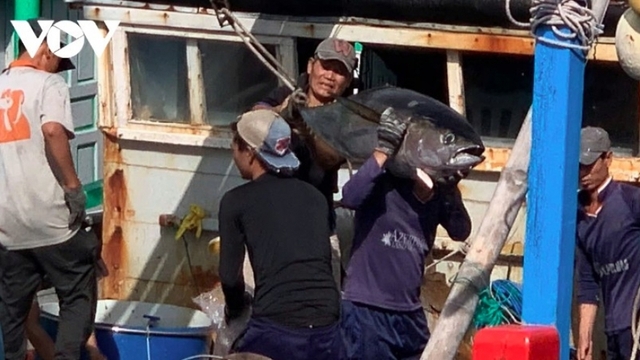 Tuna export turnover hits peak in May 2025