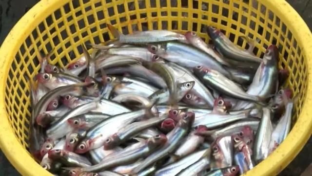 Loài cá có tên đáng sợ nhưng lại là đặc sản, giá 200.000 đồng/kg