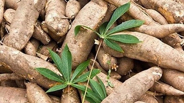 Vietnam emerges as largest supplier of cassava starch to China