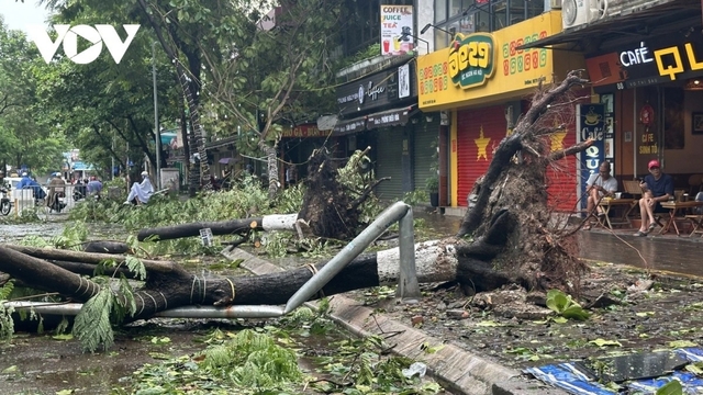 Hà Nội sẵn sàng đối phó với tình huống nhiều cây xanh gãy đổ do bão số 3