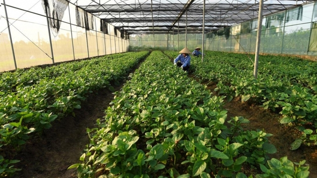 Cơ hội thị trường cho rau quả giảm phát thải