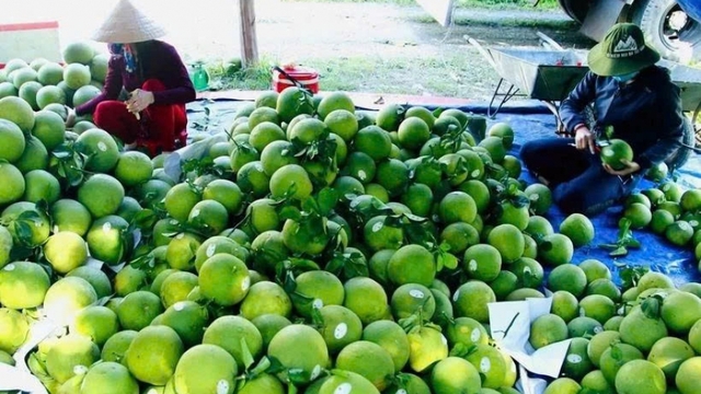 Vietnam races to achieve US$65 billion agro-forestry-fishery export target