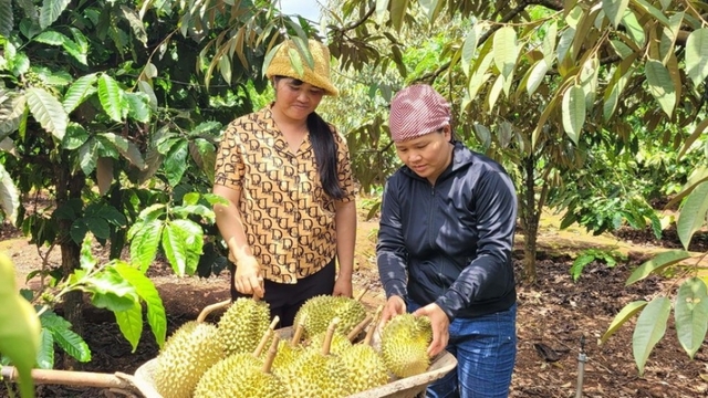 Fruit and vegetable exports rebound, targeting US$8 billion in 2025