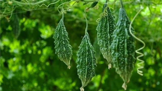 Trồng cây dại trong nhà, mỗi năm thu gần nửa tỷ đồng