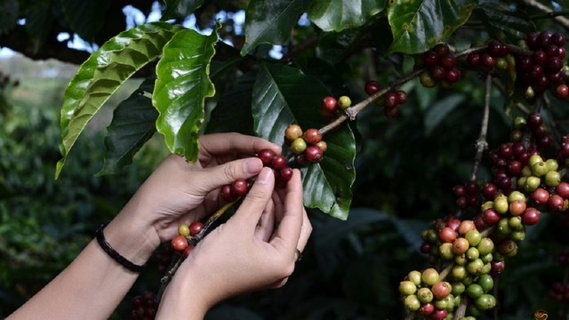 Giá cà phê hôm nay 27/7: Robusta và Arabica giữ giá, cà phê trong nước ổn định