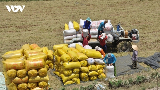 Singapore is third largest buyer of Vietnamese rice