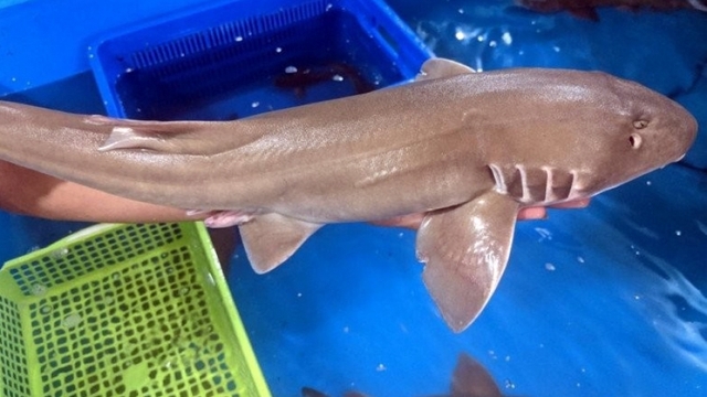 "Thuỷ quái biển Đông” thành đặc sản ngon hiếm có ở Quảng Bình