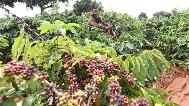 Agro-forestry-fishery exports surge 14.7% in seven months