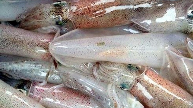 Vietnamese squid and octopus exports to Thailand surge by 37% in H1
