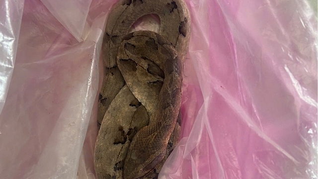 Đi làm rẫy, người đàn ông bị rắn độc cắn