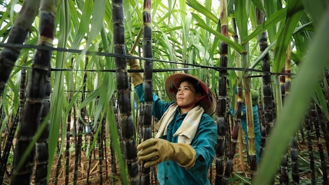 Sugar rush turns sour for Vietnam’s sweet industry