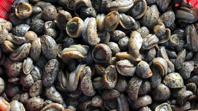 Đặc sản nhỏ bé có tên “bà chằn” được lùng mua dù giá đắt