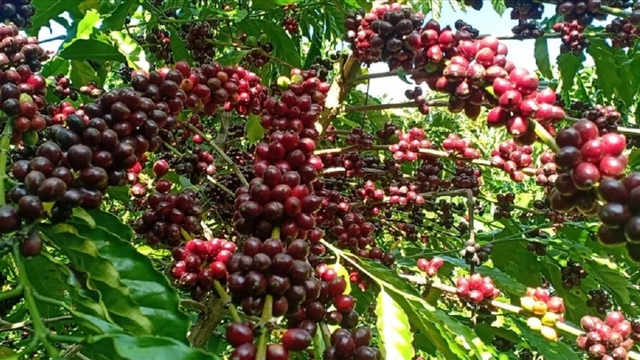 Giá cà phê hôm nay 11/9: Giá cà phê trong nước và thế giới đồng loạt giảm