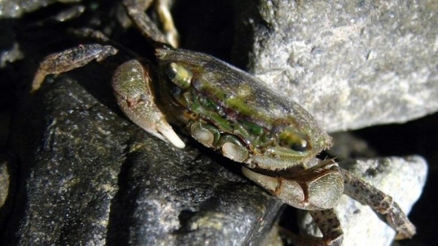 Của ngon vật lạ vùng nước lợ được ưa chuộng, giá 250.000 đồng/kg