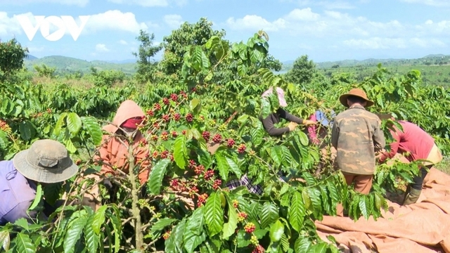 Giá cà phê hôm nay 31/12: Giá cà phê đồng loạt tăng trên cả 3 sàn