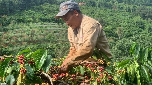 Giá cà phê hôm nay 15/7: Giá cà phê Robusta và Arabia tăng giảm trái chiều