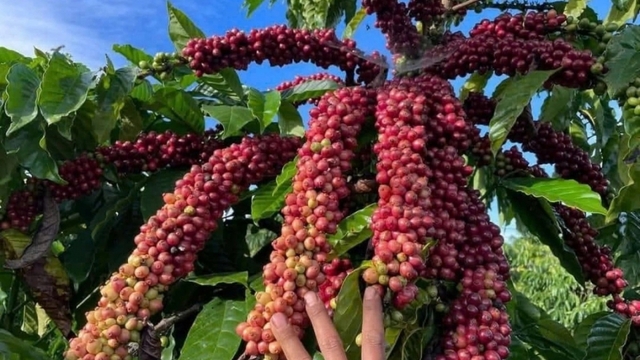 Giá cà phê hôm nay 20/12: Giá cà phê Robusta và Arabica tăng trở lại