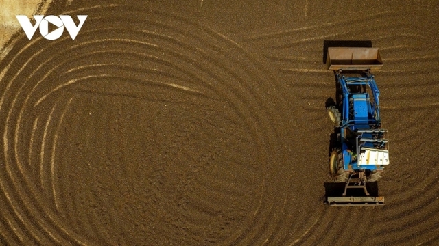 Giá cà phê hôm nay 20/3: Giá cà phê diễn biến trái chiều trên hai sàn quốc tế