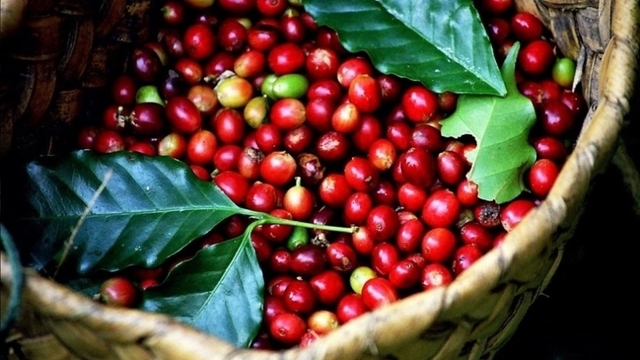 Giá cà phê hôm nay 17/9: Cà phê đồng loạt tăng, giá trung bình 122.700 đồng/kg