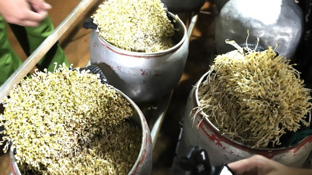 Phát hiện cơ sở dùng chất cấm "nước kẹo" để sản xuất giá đỗ tại Hà Tĩnh