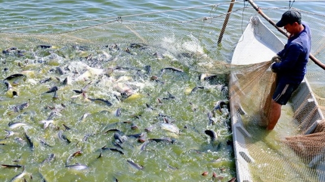 Vietnamese tra fish producers advised to adapt to new version of ASC standards