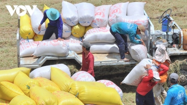 Market diversification helps Vietnam maintain rice export volume