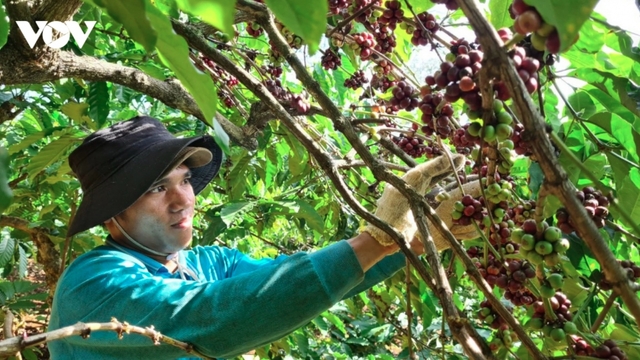 Vietnamese coffee sets new export price record at over US$5,658 per tonne