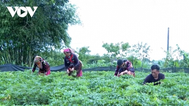 Lai Châu chuyển mình mạnh mẽ từ nông nghiệp xanh và bền vững