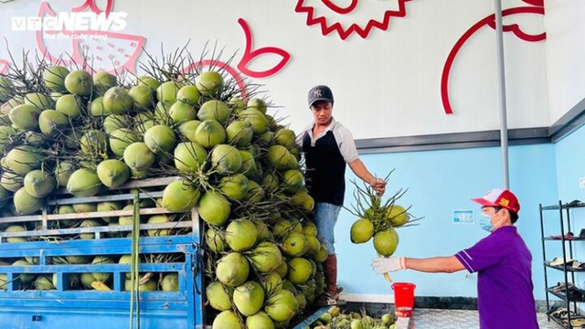 Giá dừa tươi giảm sâu: Liên kết để không 'ngã giá'