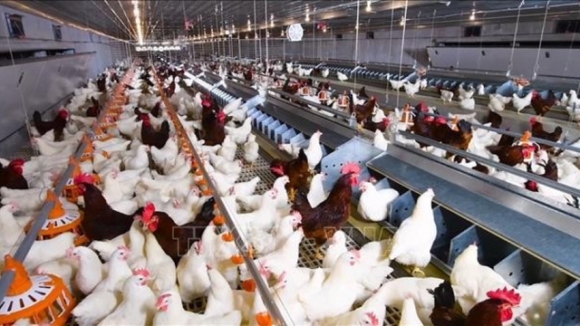 Int’l conference on sustainable livestock farming opens in Can Tho