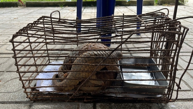 Người dân ở Quảng Ngãi giao nộp 2 cá thể tê tê