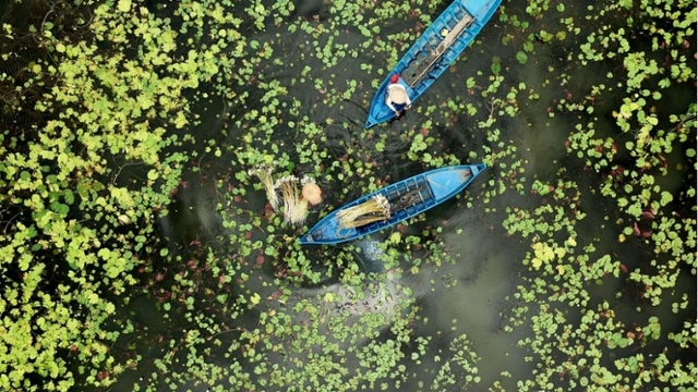 Bông súng ma - “vàng trắng” mùa nước nổi thay đổi cuộc sống nông dân An Giang