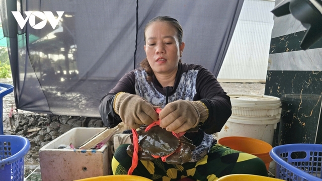 Ca Mau bolsters formal crab exports toward sustainable value chain