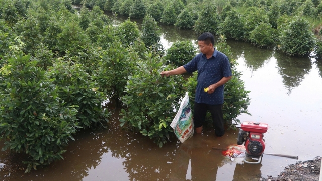 Thủ phủ mai vàng TP.HCM tạm thoát ngập, nông dân vơi nỗi lo
