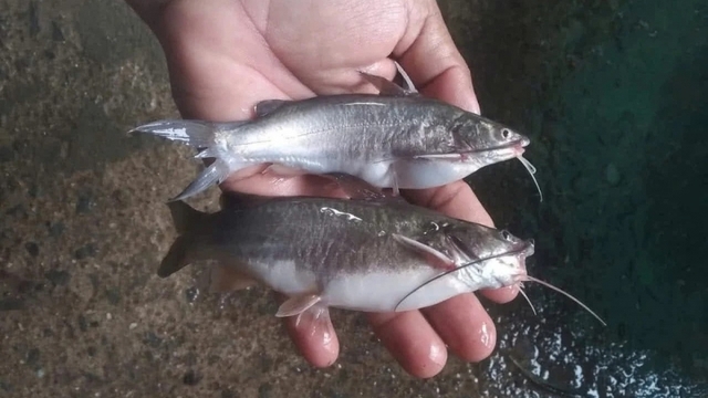 Loài cá bụng đầy trứng - đặc sản một mùa ở miền Tây