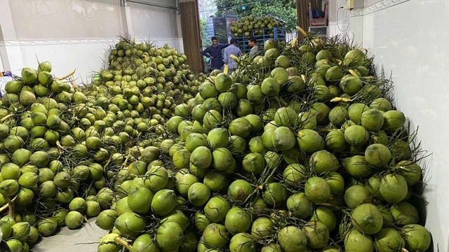 Trái dừa ở vùng Đồng bằng sông Cửu Long rớt giá mạnh