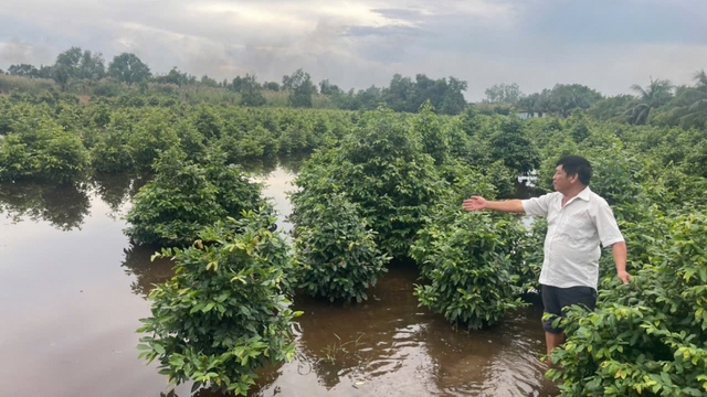 TP.HCM khẩn cấp tiêu úng, cứu vùng mai vàng Bình Lợi trước nguy cơ mất mùa Tết