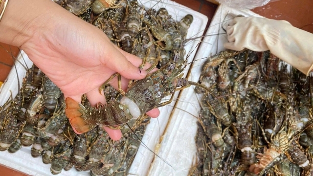 Tôm hùm và cá tra kéo đà tăng, xuất khẩu thủy sản tiến gần mục tiêu 11 tỷ USD